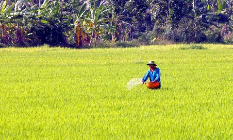 Mỹ tài trợ hơn 100 tỉ đồng để hỗ trợ nông dân Việt Nam sử dụng phân bón đúng