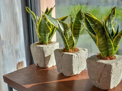 Ý nghĩa của cây lưỡi hổ, cây ngũ gia bì trong phong thuỷ nhà ở